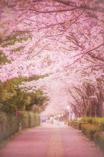 Chofu Airport Cherry Trees Místo Střelby Chofu Tokio — Stock fotografie