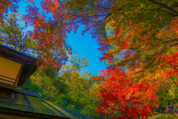 Lebendige Herbstfarben Und Das Japanische Haus Drehort Yokohama Stadt Kanagawa — Stockfoto