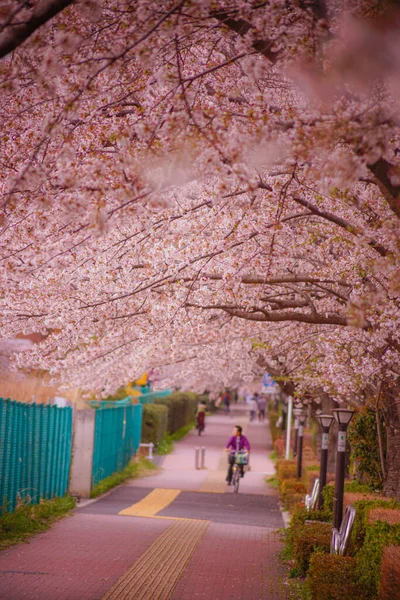 Chofu Airport Cherry Trees Místo Střelby Chofu Tokio — Stock fotografie