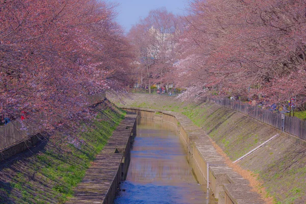 Sakura Derde Bloei Van Zempukuji Parkland Schietplaats Grootstedelijk Gebied Van — Stockfoto