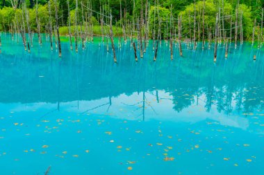 Platin mavi gölet (Hokkaido Biei-cho). Çekim Konumu: Hokkaido Biei-cho