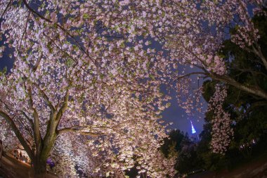 Büyük ağaçların Sakura 'sı ve Shinjuku yüksek binası. Çekim yeri: Tokyo Büyükşehir Bölgesi