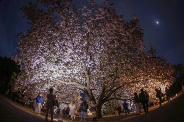 Büyük ağaçların Sakura 'sı ve siluetin insanları. Çekim yeri: Tokyo Büyükşehir Bölgesi