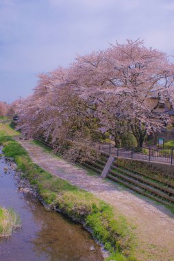 Nogawa kiraza sarılmış (Chofu, Tokyo). Çekim yeri: Chofu, Tokyo