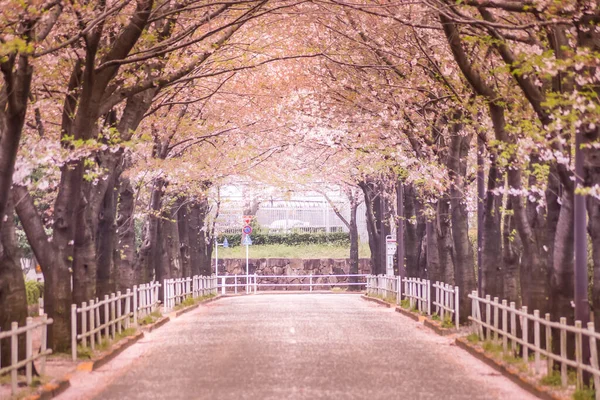調布桜の空港 撮影場所 東京都調布市 — ストック写真
