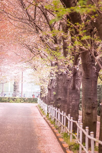 調布桜の空港 撮影場所 東京都調布市 — ストック写真