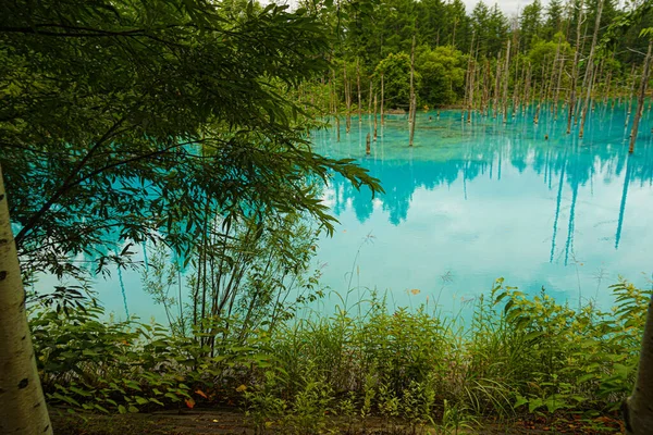 白金青い池 北海道美瑛町 撮影場所 北海道美瑛町 — ストック写真