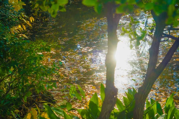 Foglie Autunnali Giardino Yasuda Luogo Delle Riprese Area Metropolitana Tokyo — Foto Stock