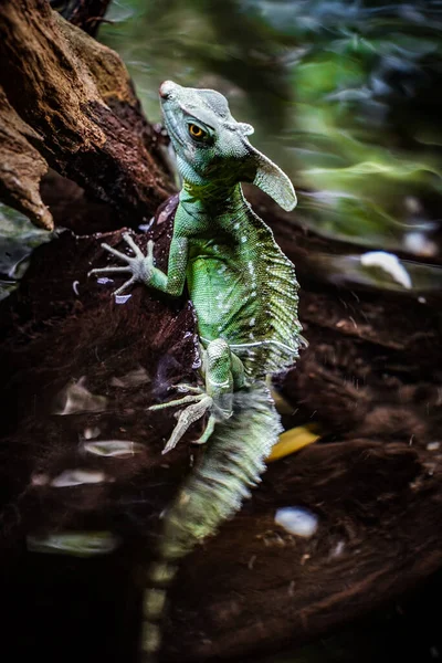 Zelený Bazilišek Reptilia Squamata Ještěrky Místo Střelby Singapur — Stock fotografie