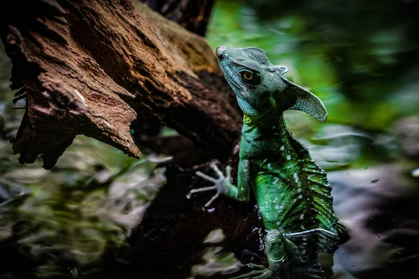 Basilisco Verde Lagartos Reptilia Squamata Localização Tiroteio Singapura — Fotografia de Stock