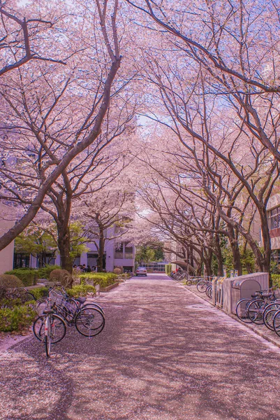 Volle Kirschblüte Universität Für Elektro Kommunikation Drehort Chofu Tokio — Stockfoto