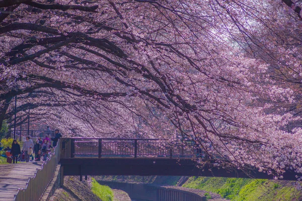 満開の桜の善福寺公園 撮影場所 東京都 — ストック写真