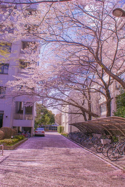 Volle Kirschblüte Universität Für Elektro Kommunikation Drehort Chofu Tokio — Stockfoto