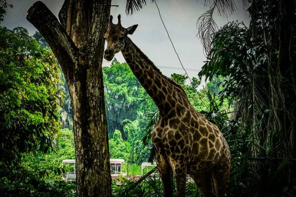 Zürafa Ormanının Singapur Resmi Çekim Konumu Singapur — Stok fotoğraf