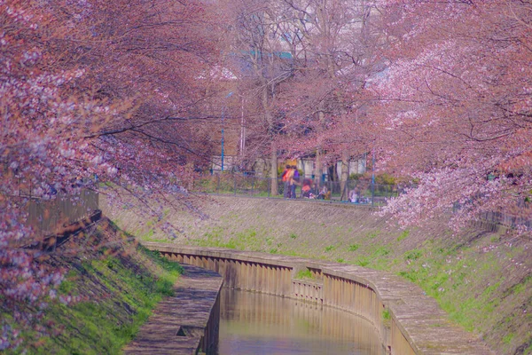 Sakura Rozkvétá Třetiny Parkem Zempukuji Místo Střelby Tokijská Metropolitní Oblast — Stock fotografie