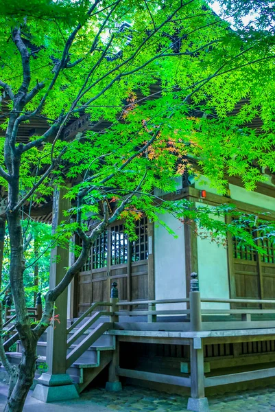 Principios Del Verano Jindaiji Chofu Tokio Ubicación Del Disparo Chofu —  Fotos de Stock