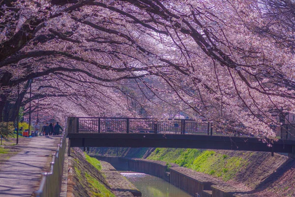 Cherry Zempukuji Parkland Plném Květu Místo Střelby Tokijská Metropolitní Oblast — Stock fotografie