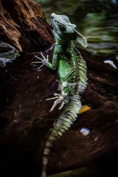 Basilisco Verde Lagartos Reptilia Squamata Localização Tiroteio Singapura — Fotografia de Stock