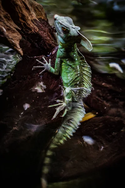 Basilisco Verde Lagartos Reptilia Squamata Localização Tiroteio Singapura — Fotografia de Stock