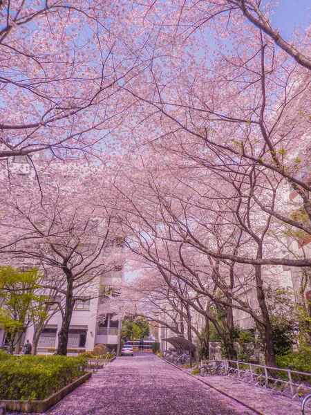 桜の満開 電気通信大学 撮影場所 東京都調布市 — ストック写真
