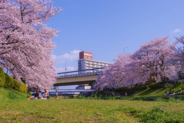 Nogawa kiraza sarılmış (Chofu, Tokyo). Çekim yeri: Chofu, Tokyo