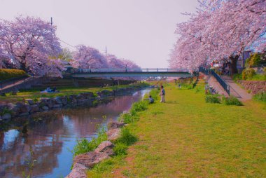 Nogawa kiraza sarılmış (Chofu, Tokyo). Çekim yeri: Chofu, Tokyo