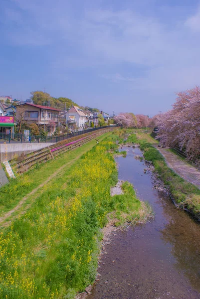 Nogawa Dibungkus Dengan Ceri Chofu Tokyo Lokasi Penembakan Chofu Tokyo — Stok Foto