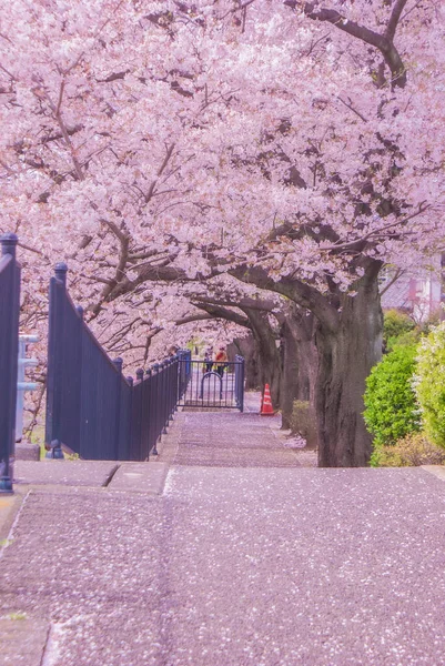 Nogawa Kirsche Gehüllt Chofu Tokio Drehort Chofu Tokio — Stockfoto