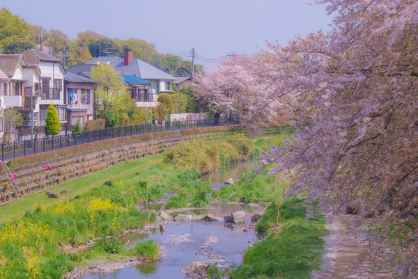 Nogawa Kirsche Gehüllt Chofu Tokio Drehort Chofu Tokio — Stockfoto