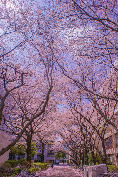 Full Bloom Cherry Universidad Electro Comunicaciones Ubicación Del Disparo Chofu — Foto de Stock