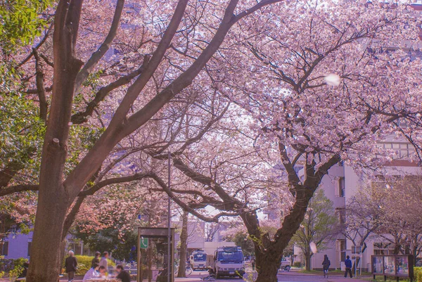 Tam Kiraz Çiçeği University Electro Communications Çekim Yeri Chofu Tokyo — Stok fotoğraf