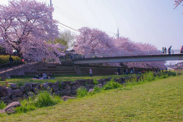 野川は桜に包まれた 東京都調布市 撮影場所 東京都調布市 — ストック写真