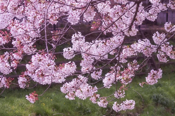 Nogawa Envolto Cereja Chofu Tóquio Localização Tiro Chofu Tokyo — Fotografia de Stock