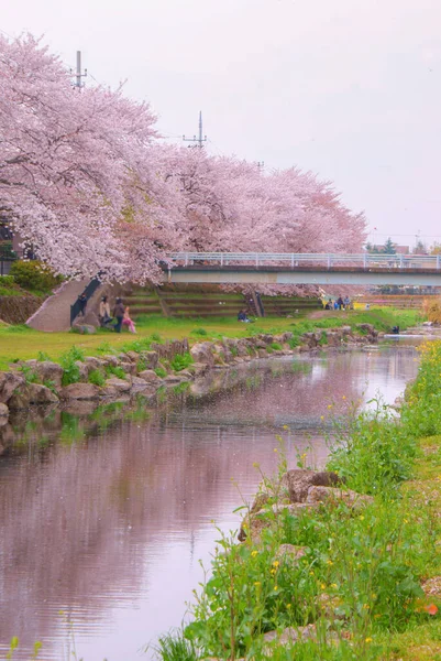 Nogawa Enveloppé Dans Cerise Chofu Tokyo Lieu Tournage Chofu Tokyo — Photo