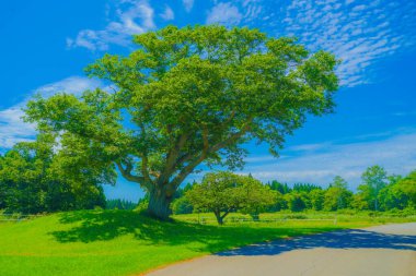Harika bir ağaç ve güzel bir gökyüzü. Çekim Konumu: Hokkaido
