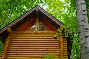 Ormanda dikilen Loca 'nın resmi. Çekim Konumu: Hokkaido Furano