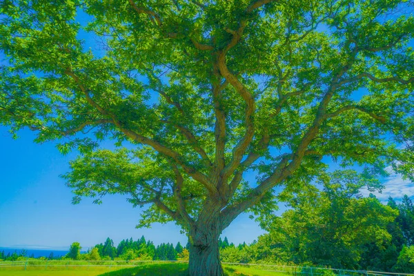 Grande Árvore Céu Tempo Fino Localização Tiroteio Hokkaido — Fotografia de Stock