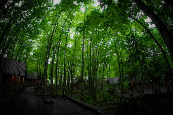 Image Lodge Debout Dans Forêt Lieu Tournage Hokkaido Furano — Photo