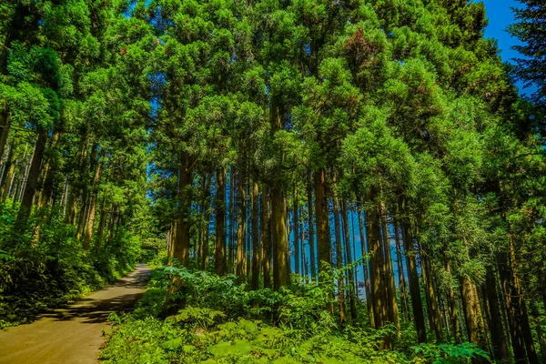 Imagen Forest Hokuto City Hokkaido Ubicación Del Disparo Hokkaido — Foto de Stock