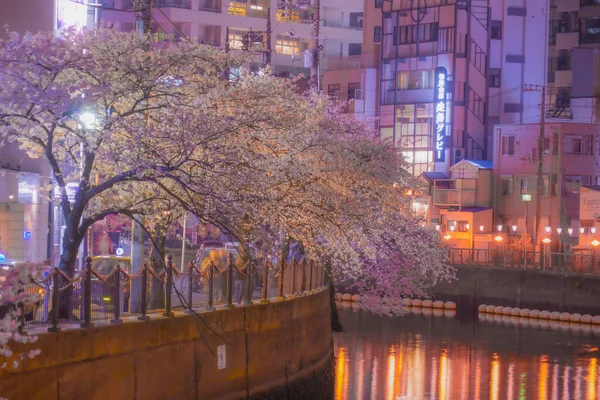 Ookigawa Sétány Éjszakai Sakura Kép Lövöldözés Helye Yokohama City Kanagawa — Stock Fotó