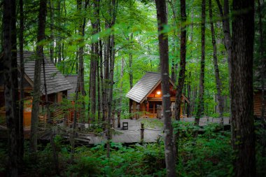 Ormanda dikilen Loca 'nın resmi. Çekim Konumu: Hokkaido Furano