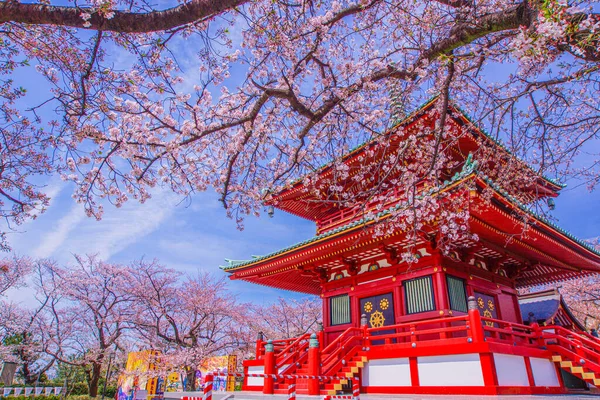 Våren Körsbär Blommor Och Filial Berg Yokohama City Fotografering Plats — Stockfoto