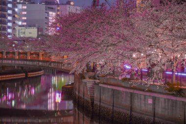 Ookigawa Gezinti Gecesi Sakura İmajı. Çekim yeri: Yokohama-şehir kanagawa ili