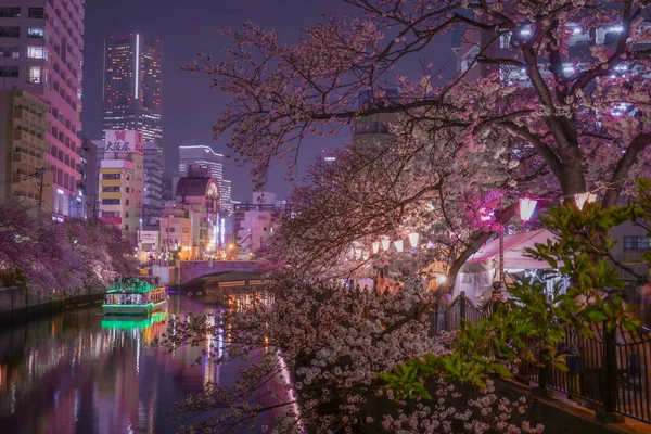 Promenada Ookigawa Noc Sakura Obraz Strzelanie Lokalizacja Yokohama City Prefektura — Zdjęcie stockowe