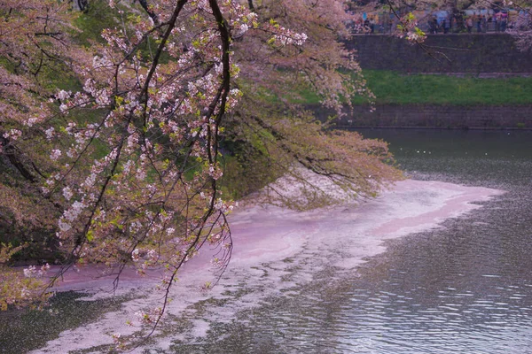 Image Fleurs Cerisier Chidorigafuchi Lieu Tournage Tokyo Région Métropolitaine — Photo