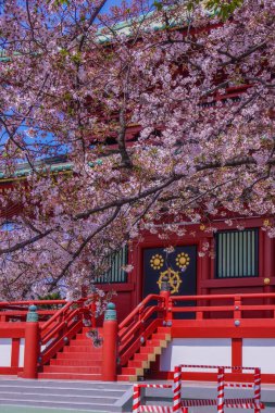 Bahar kiraz çiçekleri ve evlat dağı (Yokohama Şehri). Çekim yeri: Yokohama-şehir kanagawa ili