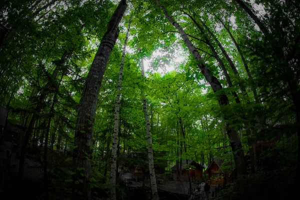 Immagine Lodge Piedi Nella Foresta Luogo Delle Riprese Hokkaido Furano — Foto Stock