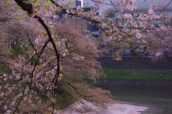 Изображение Цветущей Вишни Чидоригафути Место Съемок Столичный Район Токио — стоковое фото