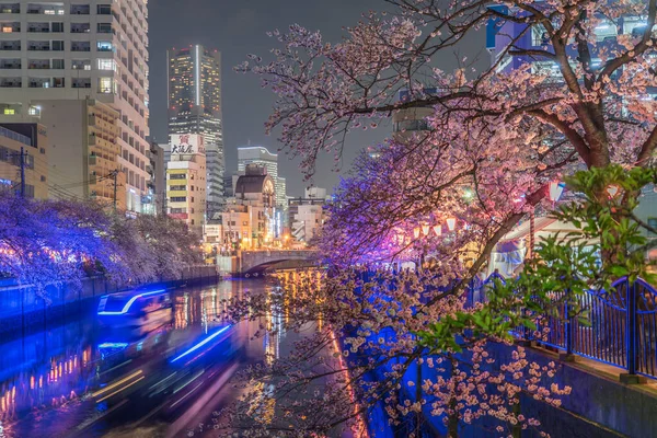 Ookigawa Gezinti Gecesi Sakura Majı Çekim Yeri Yokohama Şehir Kanagawa — Stok fotoğraf