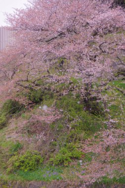 Chidorigafuchi 'nin kiraz çiçekleri. Çekim yeri: Tokyo Büyükşehir Bölgesi